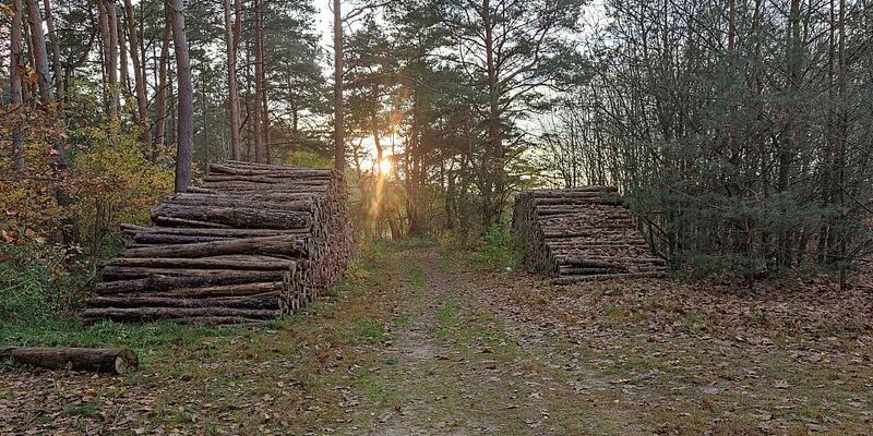 Holzstämme (Archiv) - Foto: über dts Nachrichtenagentur