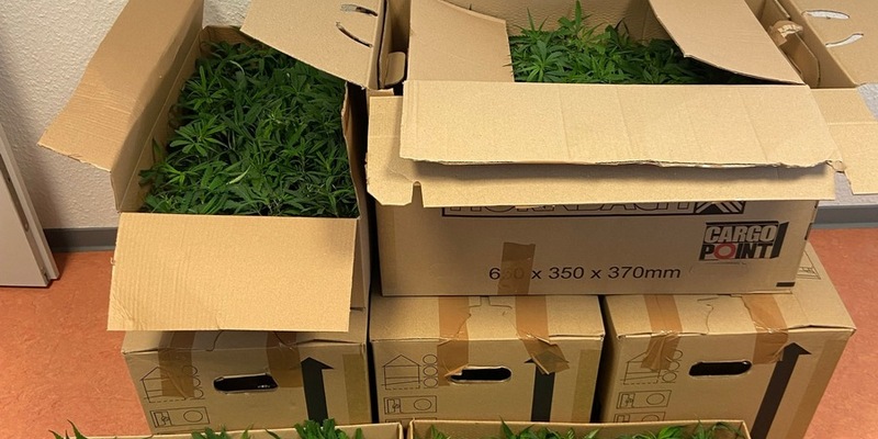 HZA-OS: Osnabrücker Zoll findet 1.232 Cannabispflanzen im Kofferraum - Foto: presseportal.de