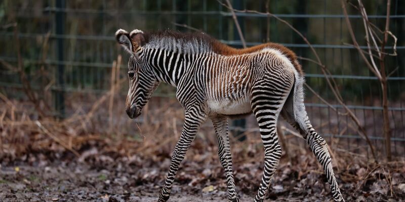 Zebra-Baby Lumi kam am 24. Januar 2024 auf die Welt. - Foto: Daniel Löb/dpa