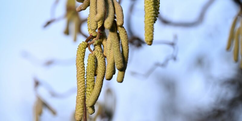 Ein Korkenzieher-Haselnuss-Strauch: Vor allem in Städten ist zu beobachten, dass Pflanzen bei einer hohen Schadstoffkonzentration mehr Pollen produzieren. - Foto: Felix Kästle/dpa