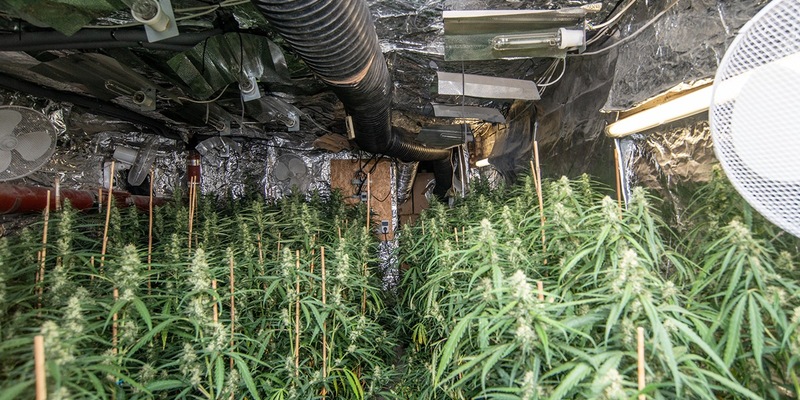 POL-KR: Gemeinsame Pressemitteilung der Staatsanwaltschaft und der Polizei Krefeld: Ermittlungserfolg des Rauschgiftkommissariats - EG Herkules deckt Cannabis-Plantage auf - Foto: presseportal.de