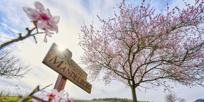 Mandelberg Birkweiler - Foto: DZT/Jens Wegener über pressetext.de