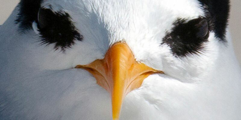 Der am meisten bedrohte Vogel Neuseelands: die Australseeschwalbe. - Foto: Darren Markin/Department of Conservation/dpa