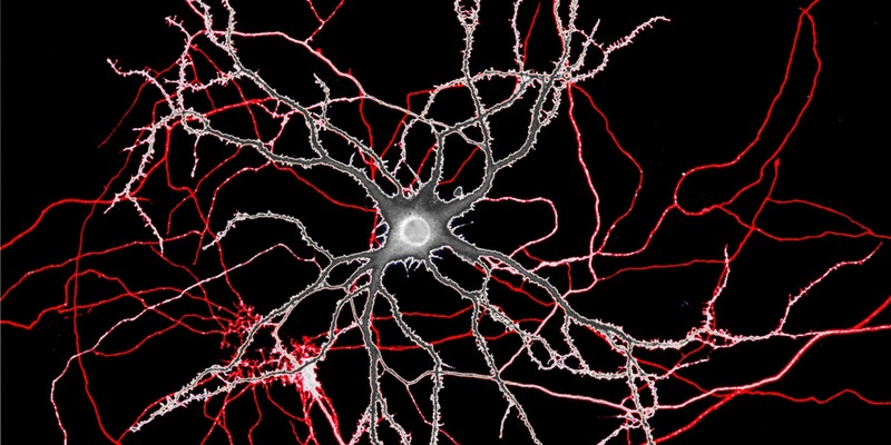 PhD „Mental Health and Neuroscience“ an KL Krems akkreditiert - Foto: presseportal.de