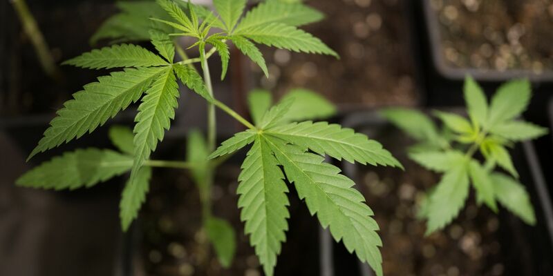 Eigenanbau und Besitz bestimmter Mengen sollen für Volljährige vom 1. April an erlaubt sein. Zum 1. Juli sollen Clubs zum nicht-kommerziellen Anbau möglich werden. - Foto: Sebastian Christoph Gollnow/dpa