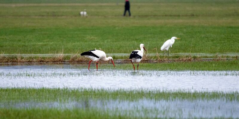 Bei den Weißstörchen, bei denen vielerorts die Rückkehr aus den Winterquartieren gemeldet wird, seien keine Anomalien bekannt, sagt Nabu-Experte Heiermann. - Foto: Pia Bayer/dpa