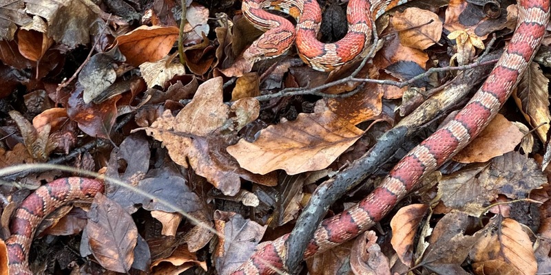 POL-SZ: Pressemitteilung des Polizeikommissariats Wolfenbüttel vom 23.02.2024: Schlangen ausgesetzt - Zeugen gesucht - Foto: presseportal.de