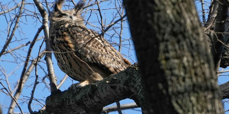 Der berühmte Uhu Flaco aus New York ist gestorben. - Foto: Seth Wenig/AP/dpa