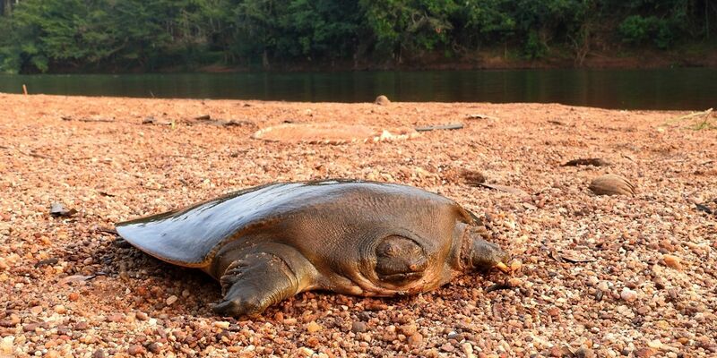 Die Cantors Riesen-Weichschildkröte ist unter anderem infolge der Zerstörung ihres Lebensraums als «vom Aussterben bedroht» auf der Roten Liste bedrohter Arten der Weltnaturschutzunion (IUCN) eingestuft. - Foto: Ayushi Jain/Oryx/dpa
