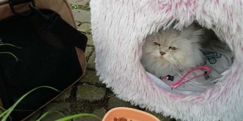 POL-OS: Bramsche: Eigentümerin von Perserkatze gesucht - Polizei bittet um Mithilfe - Foto: presseportal.de