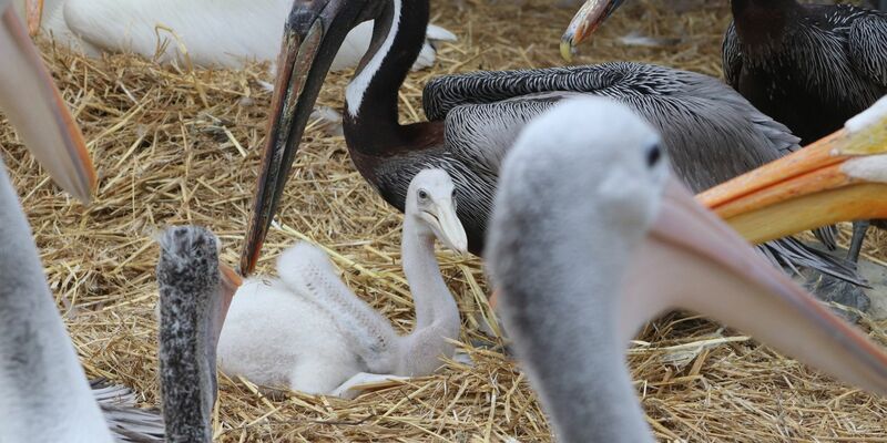 Zwei Adoptivväter kümmern sich im Berliner Tierpark um ein kleines Fleckschnabelpelikan-Küken. - Foto: -/Tierpark Berlin/dpa