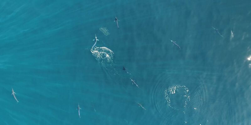 Gestreifte Marline gehören zu den schnellsten Raubfischen der Welt. - Foto: Alicia Burns/Current Biology/EurekAlert/dpa
