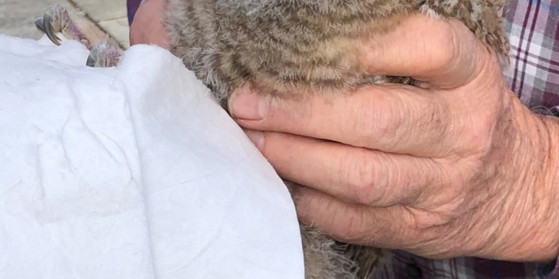 FW-M: Waldkauz-Jungtier gerettet (Sendling) - Foto: presseportal.de