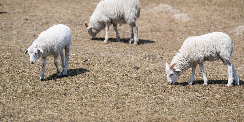 Aktuell gebe es lediglich im Osten Sachsens, Brandenburgs und Mecklenburg-Vorpommerns noch einzelne Regionen, in denen trockenere Böden registriert werden. - Foto: Fabian Sommer/dpa