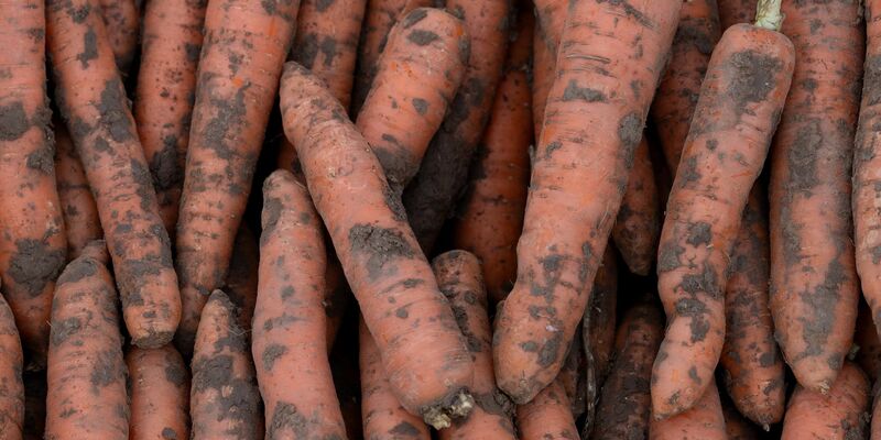 Im vergangenen Jahr wurden in Deutschland 3,9 Millionen Tonnen Gemüse geerntet. - Foto: Swen Pförtner/dpa