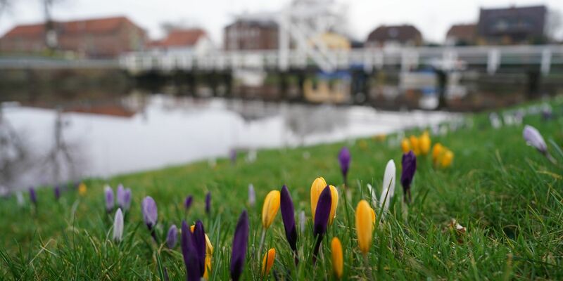 Krokusse auf einer Wiese im historischen Hafen von Tönning. - Foto: Marcus Brandt/dpa