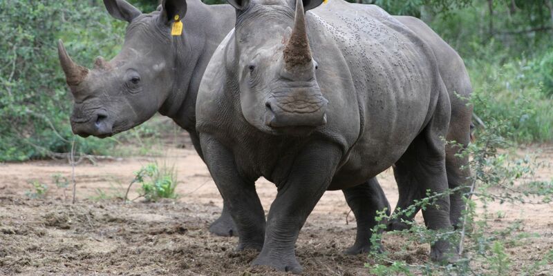 Zwei Breitmaulnashörner in einem Naturschutzgebiet in Südafrikas KwaZulu-Natal Provinz. - Foto: Kristin Palitza/dpa