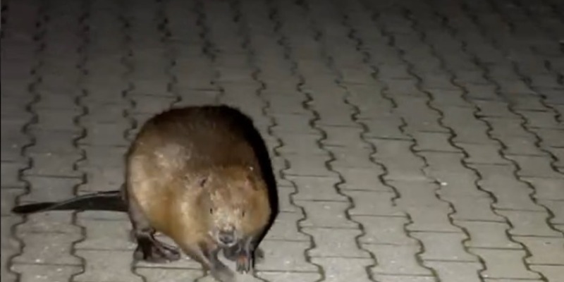 POL-PDTR: Ein Biber auf Umwegen - Nächtlicher Spaziergang durch Idar-Oberstein - Foto: presseportal.de