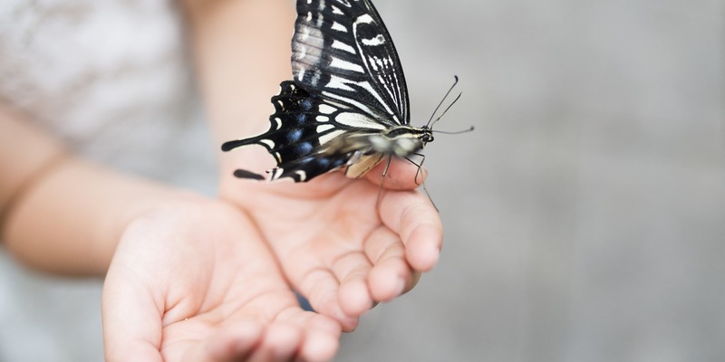 Forschungserfolg bei Rare Disease / RHEACELL erhält positives Signal für beschleunigtes Stammzell-Entwicklungsprogramm bei seltener Schmetterlingskrankheit - Foto: presseportal.de