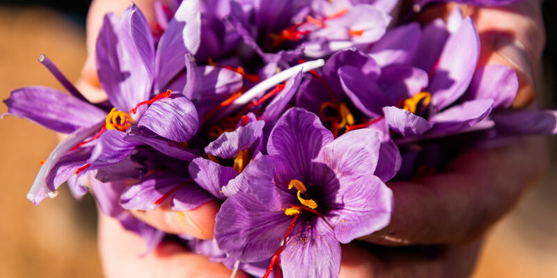 Safranblüten nach der Ernte - Foto: Germania Pharmazeutika/Pharmactive Biotech über pressetext.de