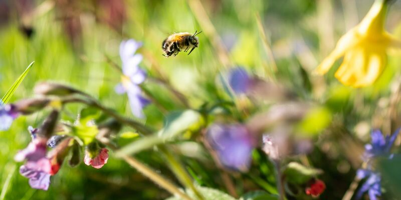 Auf einer natürlichen Blumenwiese von der Fläche eines Basketballfelds können etwa 60.000 Insekten leben. - Foto: Frank Rumpenhorst/dpa