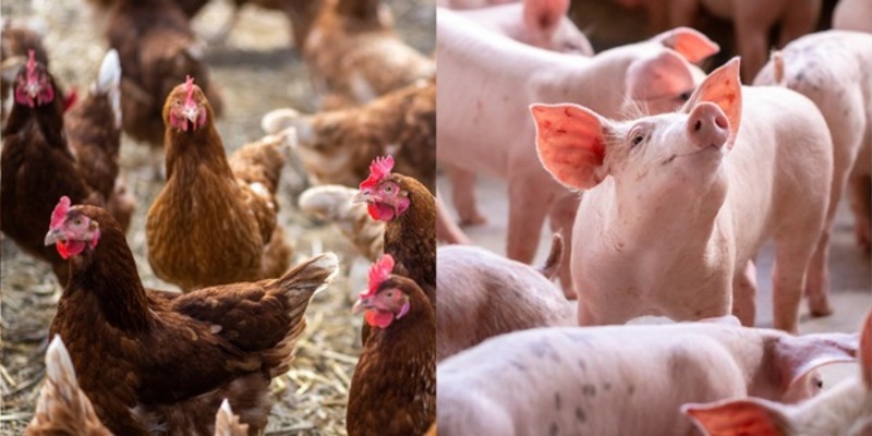 Lidl in Deutschland setzt sich neue Ziele für höhere Haltungsformen / Heimische Erzeugung, höhere Tierwohlstandards, ein eigenes Label und Tiergesundheit im Fokus - Foto: presseportal.de