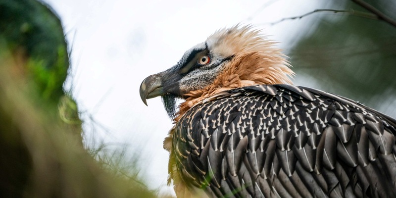 Mit Artenschutz unsere Erde erhalten / Zooverband appelliert zum Tag des Artenschutzes für gemeinsames Handeln - Foto: presseportal.de