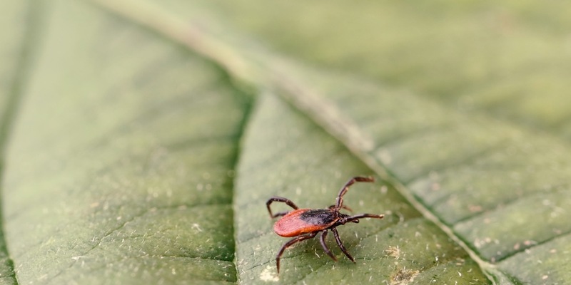 Gefahr durch Zecken: RKI weist zwei neue FSME-Risikogebiete aus / Empfehlung zur FSME-Vorsorge - Foto: presseportal.de