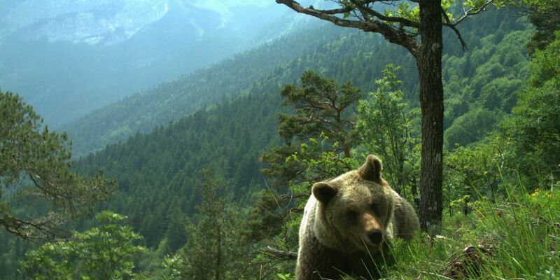 Vor drei Wochen ging eine Bärin im Trentino auf einen französischen Touristen los. Jetzt wurde sie erschossen. (Symbolfoto) - Foto: Matteo Zeni/Servizio Faunistico/dpa