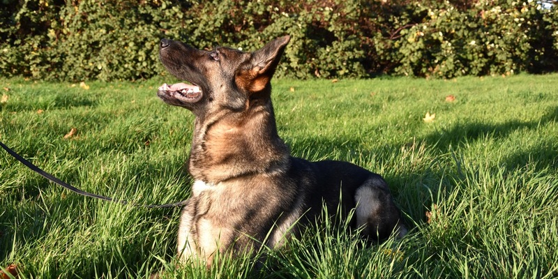 HZA-H: Hauptzollamt Hannover: Zollhündin Porcia feiert Einstand mit erstem Fund - Foto: presseportal.de