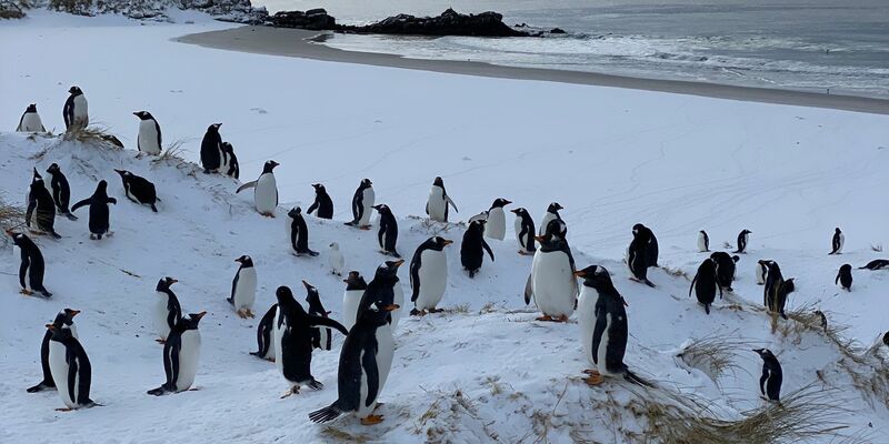 Die Auswirkungen der Vogelgrippe bei Pinguinen können sehr unterschiedlich sein. - Foto: Benedikt von Imhoff/dpa