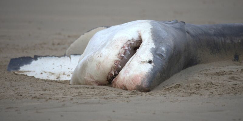 Ein toter Weißer Hai liegt an einem Srand (undatiertes Handout) - Foto: Christiaan Stopforth/Drone Fanatics SA/dpa