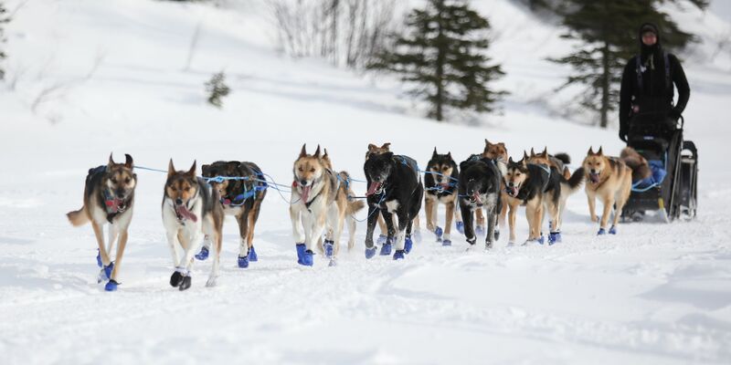 Wegen Schneemangels in Alaska wird die Iditarod-Rennroute in diesem Jahr geändert. (Archivbild)  - Foto: Christy Prosser/ZUMA Press Wire/dpa