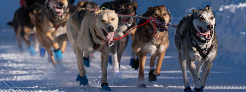 Die Hunde des Teams von Riley Dyche beim Start des Iditarod Trail Hundeschlittenrennens in Anchorage. - Foto: Loren Holmes/Anchorage Daily News via AP/dpa