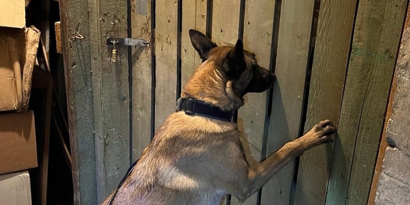 HZA-B: Zollhund findet 280 Kg Wasserpfeifentabak/ Verbundeinsatz von Zoll, LKA und Steuerfahndung - Foto: presseportal.de