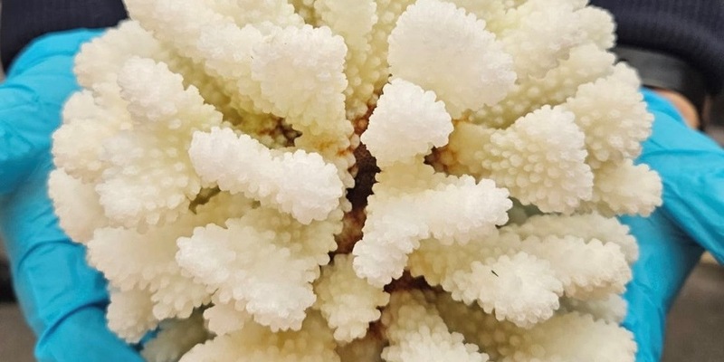 HZA-D: Zoll stellt Steinkoralle sicher/Zöllner am Düsseldorfer Flughafen finden verbotenes Souvenir bei Reisender - Foto: presseportal.de