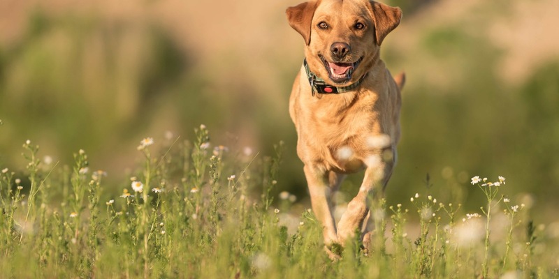 Babesiose-Gefahr für Hunde in Deutschland: Zecken sind Überträger der gefährlichen Krankheit - Foto: presseportal.de
