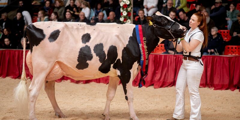 «Ich bin unglaublich stolz auf Pamela», sagte Viehzüchterin Anna Hobbie über ihre Kuh. - Foto: Hauke-Christian Dittrich/dpa