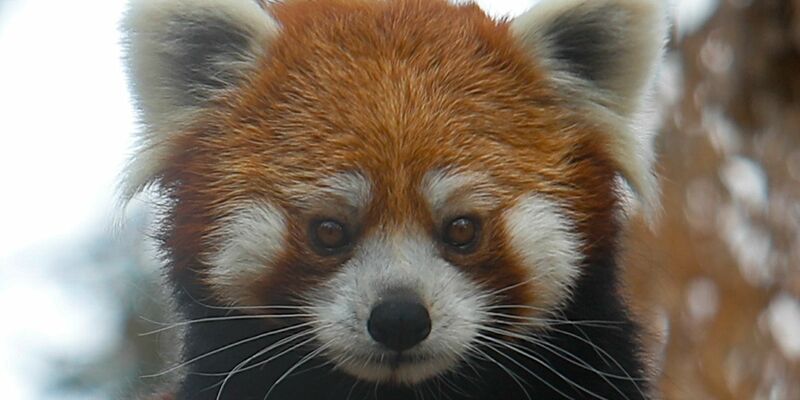 Der Rote Panda wird auch Katzenbär genannt (Symbolbild). - Foto: Cristobal Escobar/Agencia Uno/dpa