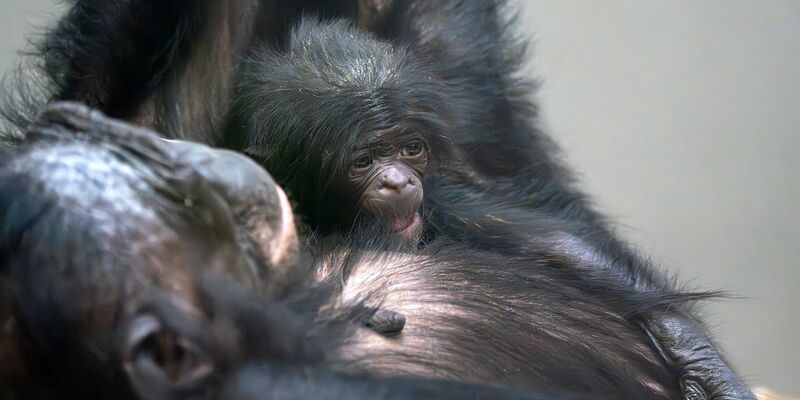 Das kleine Baby-Äffchen kuschelt sich an seine Mutter Chipita. - Foto: Birger Meierjohann/Wilhelma Stuttgart/dpa