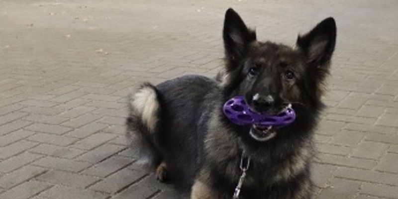 HZA-HB: Zollhund Nanny wird zwölfmal fündig Zollkontrolle in Zügen verlief erfolgreich - Foto: presseportal.de