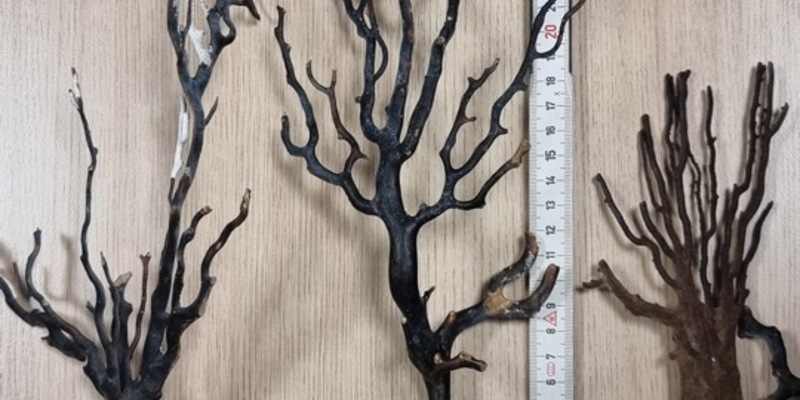 HZA-IZ: Frisch abgebrochene Feuerkorallen im Reisegepäck am Hamburger Flughafen geschmuggelt / Das Hauptzollamt Itzehoe stellt fünf lebende Feuerkorallen im Gepäck eines aus Südafrika Einreisenden sicher - Foto: presseportal.de