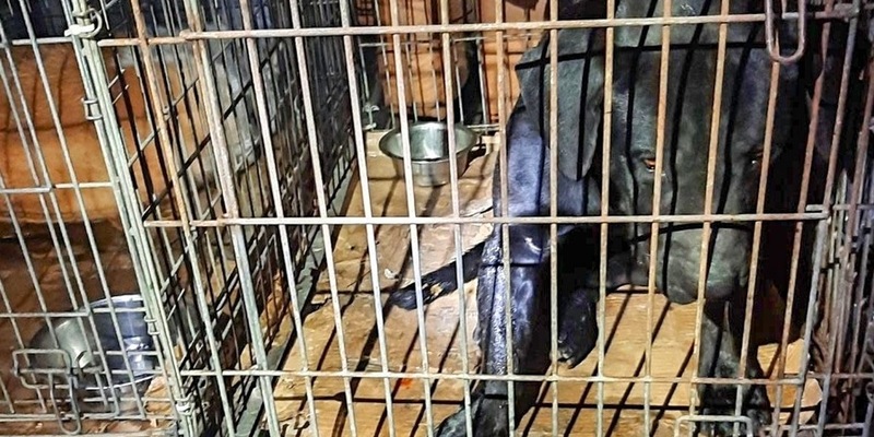 BPOL-BadBentheim: Bundespolizei rettet verwahrloste Hunde - Foto: presseportal.de