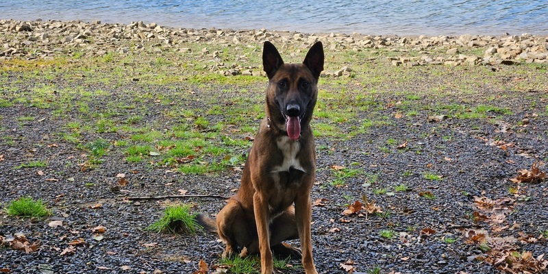 POL-DO: Diensthund Tiu stellt Dieb in Dortmund-Deusen - Foto: presseportal.de