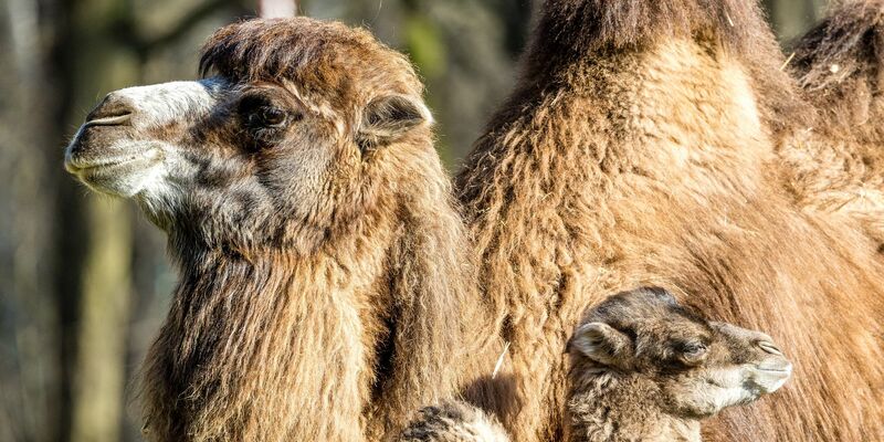 Der kleine Ringo genießt mit seiner Mutter Kashuri einen entspannten Tag steht im Cottbuser Tierpark. - Foto: Frank Hammerschmidt/dpa