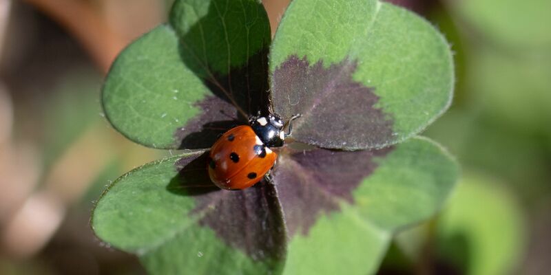 Deutschland darf auf sonniges und trockenes Wetter hoffen. - Foto: Boris Roessler/dpa