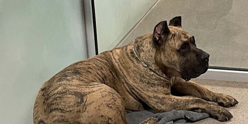 POL-AA: Landkreis Schwäbisch Hall: Unfall, Fundhund - Ermittlungen wegen Verstoßes gegen das Tierschutzgesetz, Vorbereitungen eines Kindergeburtstages lösen Polizeieinsatz aus - Foto: presseportal.de