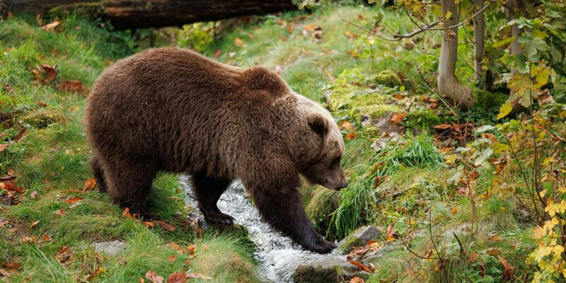 «Da das Wetter besonders mild und der Herbst reich an Früchten war, finden sie leichter etwas zu fressen, weshalb einige noch immer nicht mit der Winterruhe begonnen haben», berichtet der Verein «Land der Bären» (Symbolbild). - Foto: Friso Gentsch/dpa