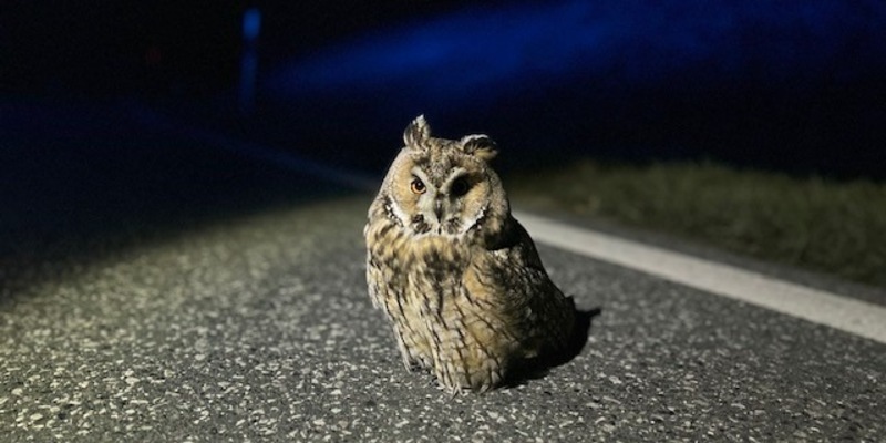 POL-PIAZ: Die Polizei, dein Freund und tierischer Helfer - Foto: presseportal.de