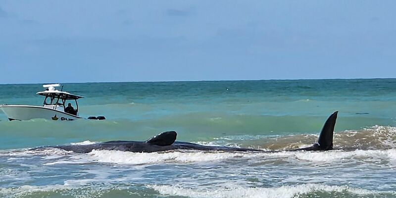 Der Wal ist vor Venice in Florida auf einer Sandbank gestrandet. - Foto: Uncredited/City of Venice Florida/AP